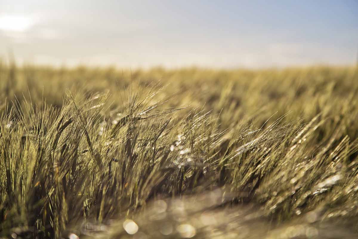 WildGrass
