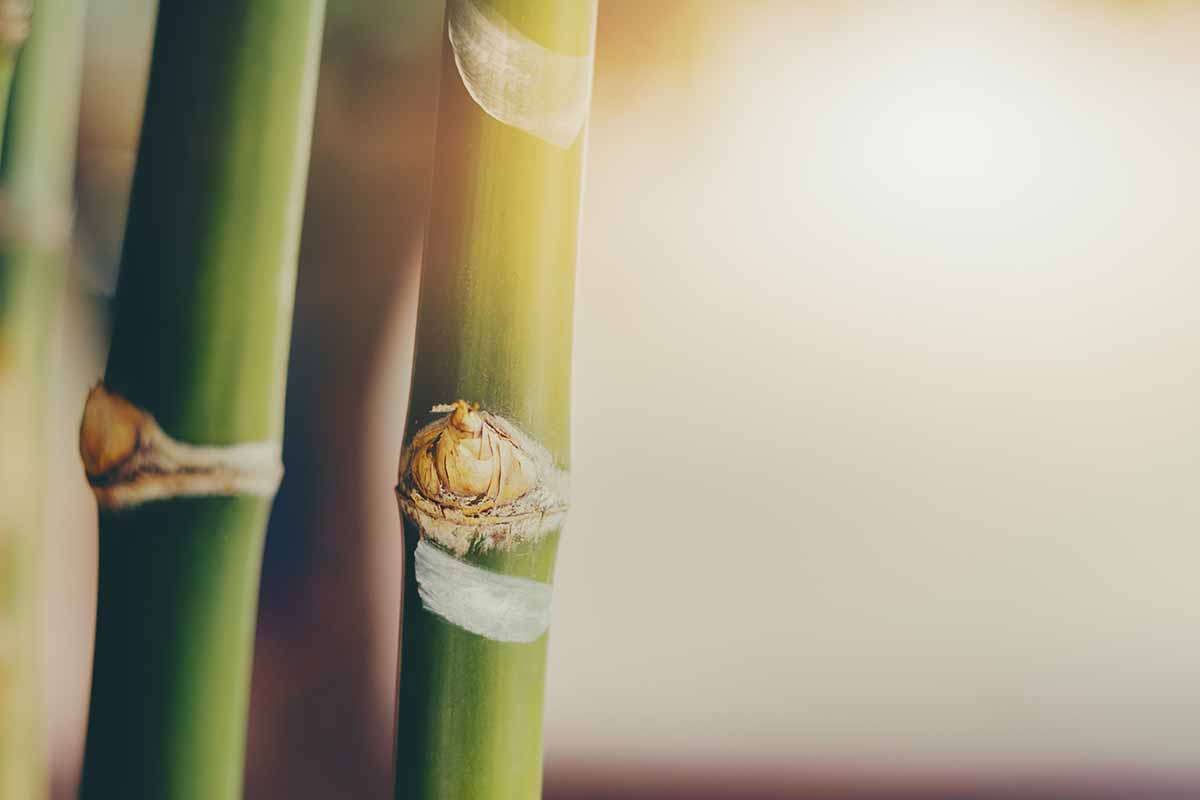 Background bamboo soft warm colors with space to use.